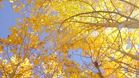 Aspen sky 動画素材 57377355