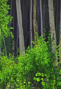 Aspen stand Stock Photos