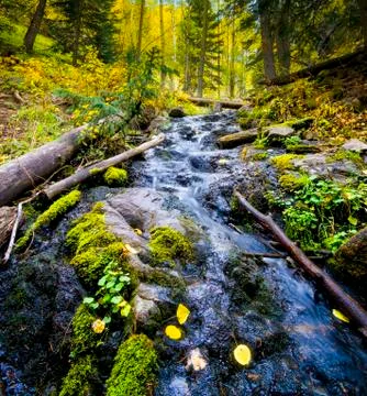 Aspen Stream Stock Photos