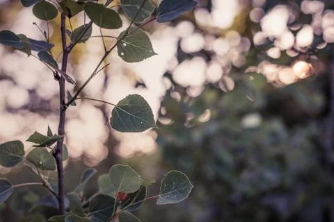 Aspen at Sunset Stock Photos