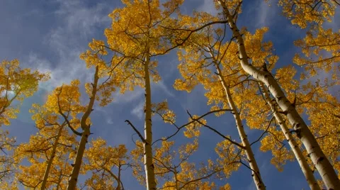 Aspen Tees in Santa Fe Stock Footage 44066102