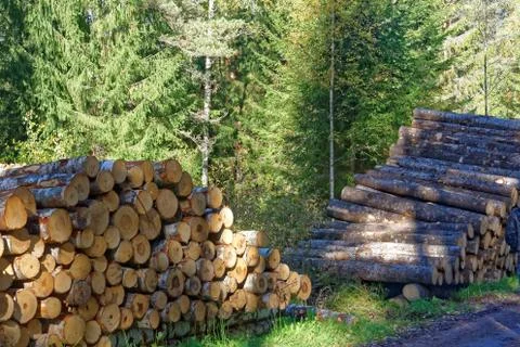Aspen timber Stock Photos