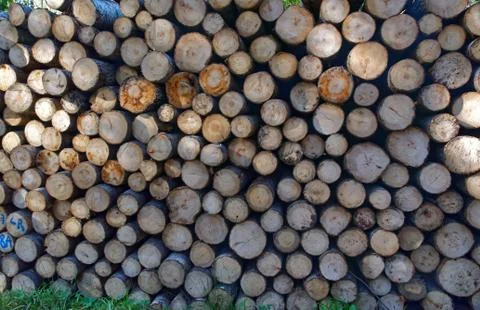 Aspen timber Stock-Fotos