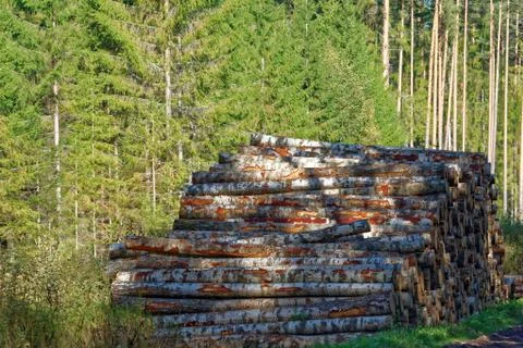 Aspen timber Stock-Fotos
