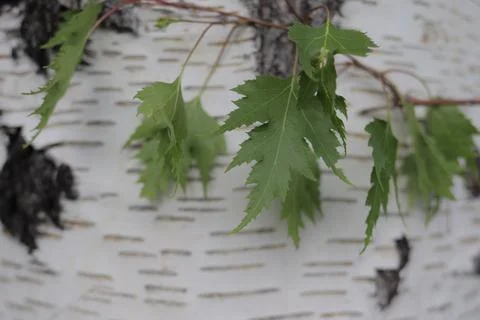 Aspen tree and leaf Stock Photos