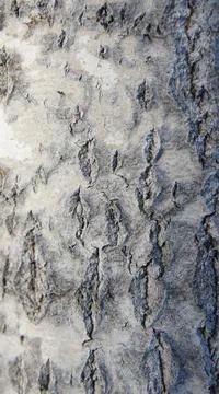 Aspen tree bark background, gray tree bark Foto stock