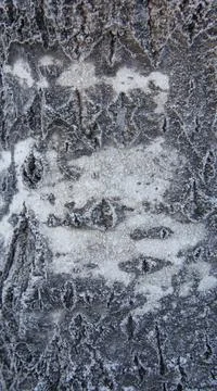 Aspen tree bark, background tree bark vertical photo Stock Photos