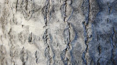 Aspen tree bark, gray tree bark background Stock Photos