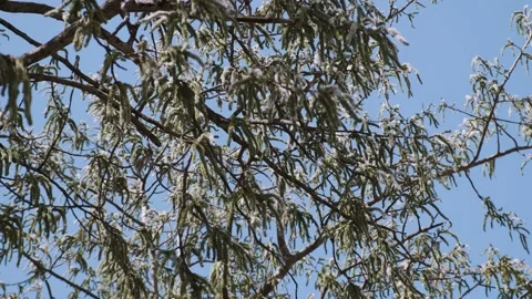 Aspen tree blossom, falling pollen and seeds and blue sky on the background Video stock 190862867