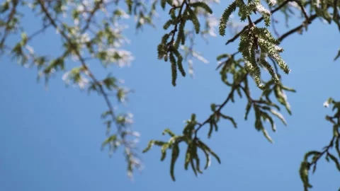 Aspen tree blossom, falling pollen and seeds and blue sky on the background Stock Footage 190862976