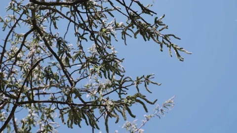 Aspen tree blossom, falling pollen and seeds and blue sky on the background Stock Footage 190863118