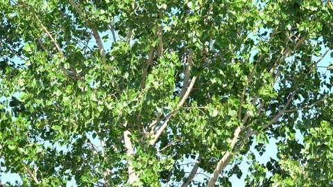 Aspen tree blowing in a spring breeze. Vidéo 79897048