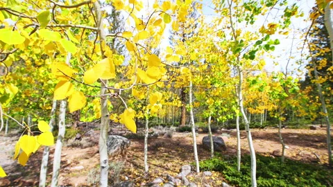 Aspen tree branch autumn fall yellow colorful foliage, Cottonwood pass Colorado Stock Footage 252162804