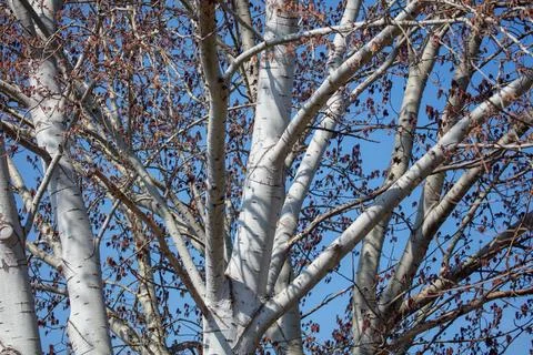 Aspen tree branches in winter or early spring, pale bark, blue sky background Stock Photos