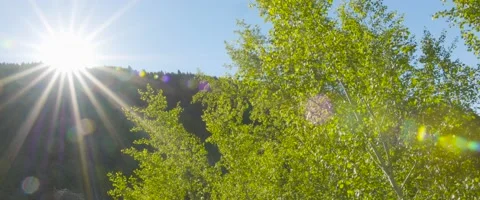 Aspen tree in Colorado dancing in the sunlight. Stock Footage 163555711