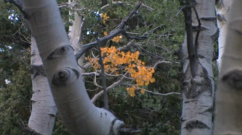 Aspen Tree in Fall Color Stock-Footage 37597668