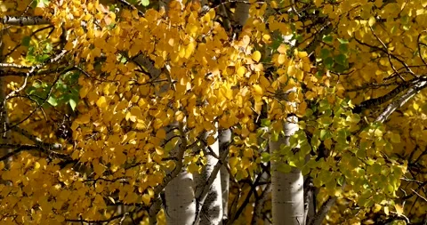 Aspen Tree Fall Colors. Stock Footage 328477156