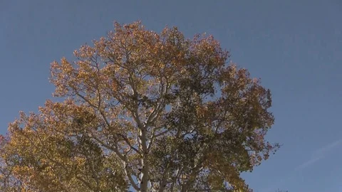Aspen tree in Fall 스톡 동영상 82440088