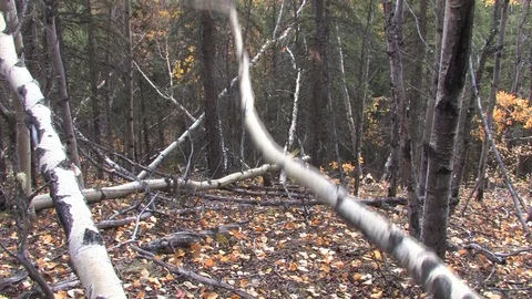 An aspen tree falls in the forest. Video stock 78934519