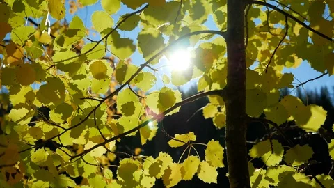 Aspen tree foliage flutter in the wind Stock Footage 98361480