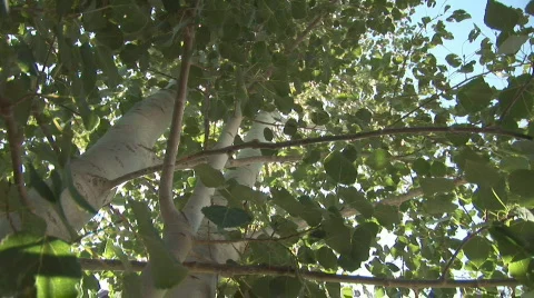 Aspen tree Stock Footage 84456