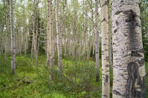 Aspen Tree Forest 스톡 사진