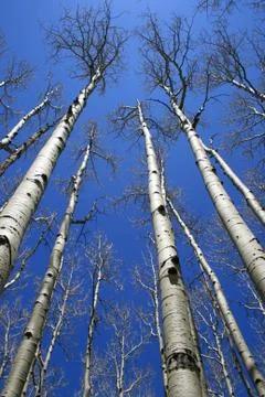 Aspen tree grove Stock Photos