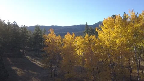 Aspen Tree Grove Stand of Trees in Autumn Yellow Leaves Light Rays Flare Sun Stock Footage