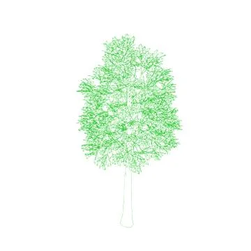 Aspen tree. Isolated on white background. Vector outline illustration. Stock Illustration