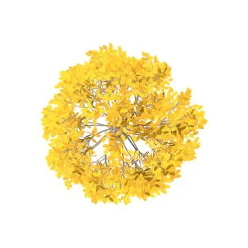Aspen tree. Isolated on white background. Top view. 库存插图