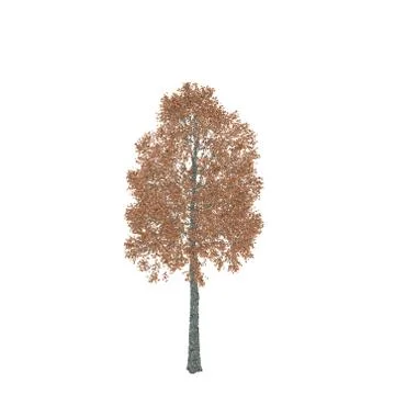 Aspen tree. Isolated on white background. Vector illustration. 스톡 일러스트
