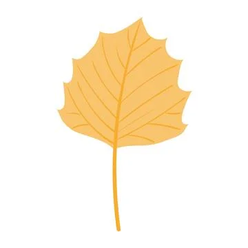 Aspen tree leaf in autumn hand drawn illustration. Stock Illustration