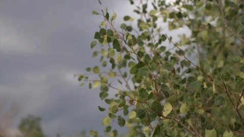 Aspen tree leaves in breeze Stock Footage 125801689