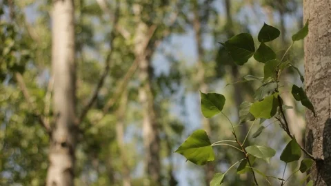 Aspen tree leaves close-up Stock-Footage 94420950