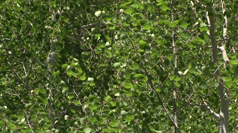 Aspen Tree leaves Flutter in wind Stock Footage 36176111