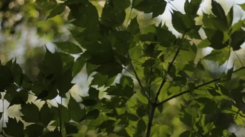Aspen tree leaves moving by the wind Stock Footage 94420974