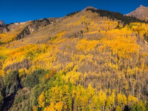 Aspen tree leaves Stock Photos