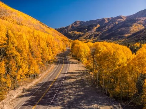 Aspen tree leaves Stock Photos