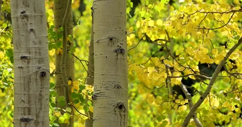 Aspen tree leaves slow motion. Stock Footage 328477159