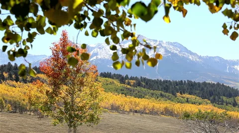 Aspen tree with mountain backdrop Stock Footage 42439432