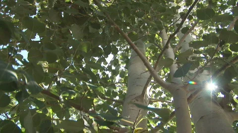 Aspen tree - pan 2 Stock Footage 84467