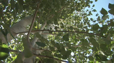 Aspen tree - pan Stock Footage 84462