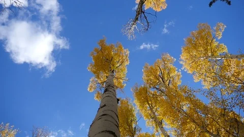 Aspen tree pan right Video stock 122724799