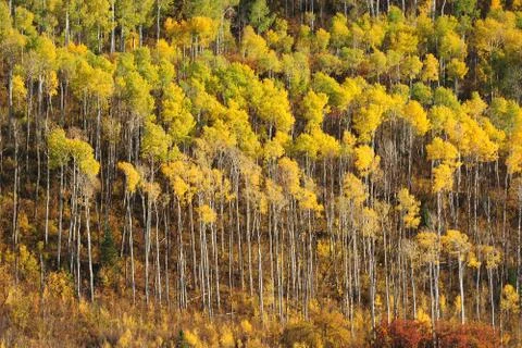 Aspen tree pattern Stock Photos