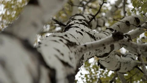 Aspen Tree Rack Focus Fall Colors 스톡 동영상 101033404