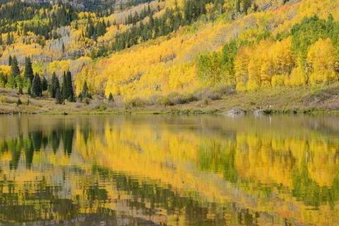 Aspen tree with reflection Stock Photos