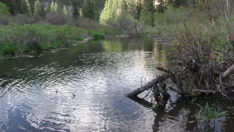 Aspen Tree Sapling Falling Splashing into Pond Water Cut Down by Beaver Stock Footage 133591860