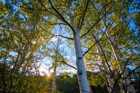 Aspen Tree Sunset Timelapse Stock Footage 42357590