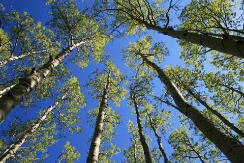 Aspen tree tops Stock Photos