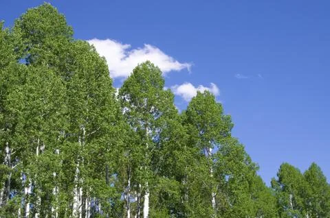 Aspen tree tops Stock Photos